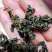 绞股蓝茶绞股蓝实拍图发货如图保庆药业