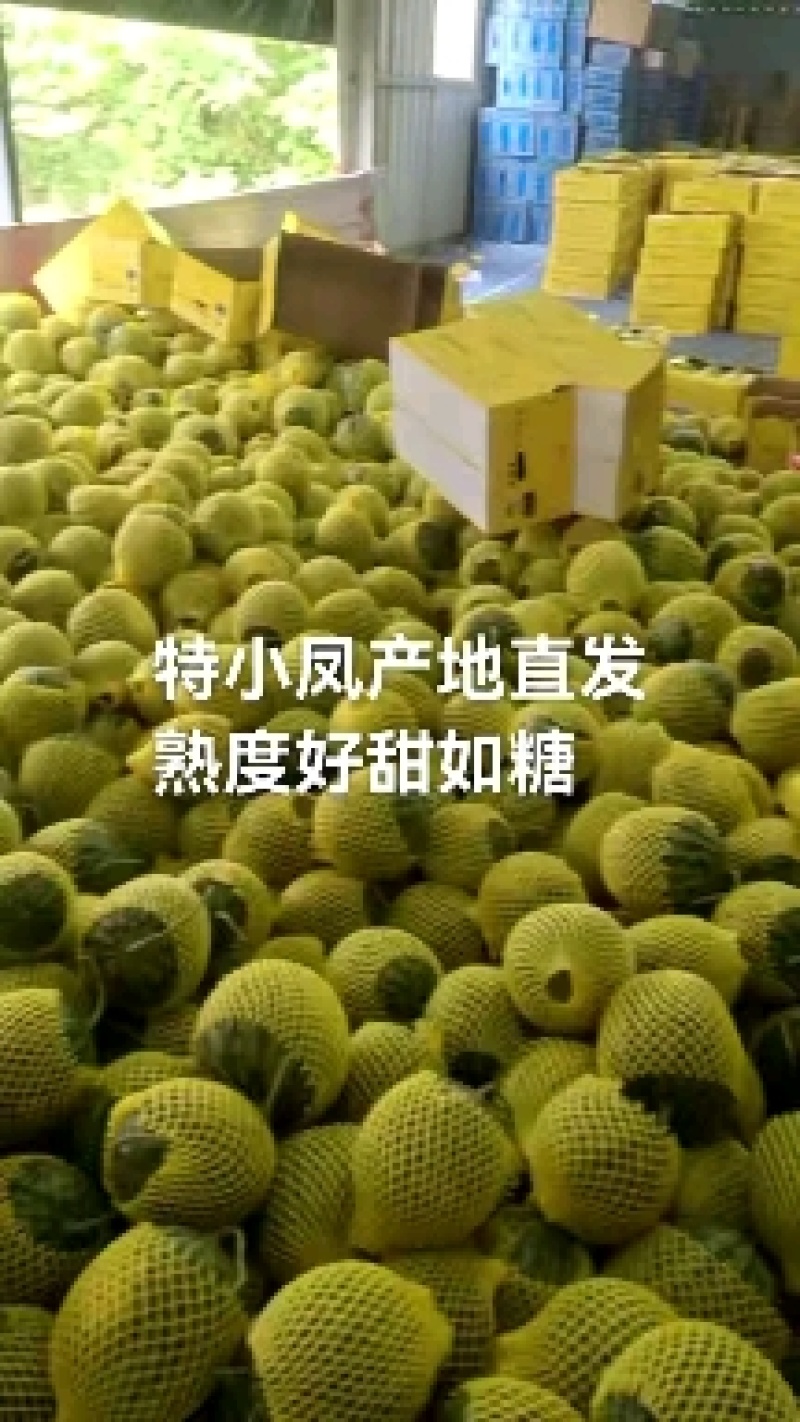 特小凤西瓜西瓜产地直发火爆上市中万亩产地代收