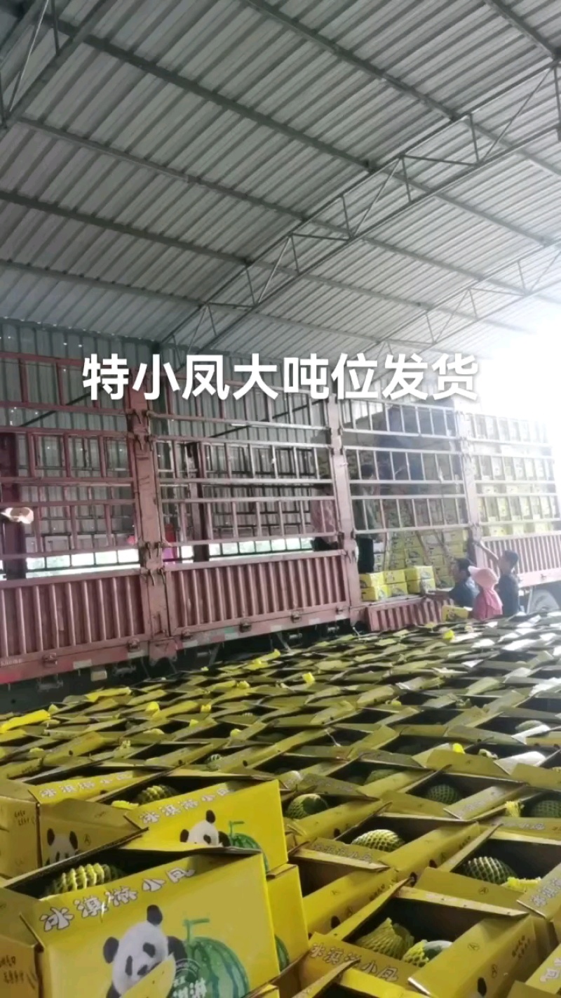 特小凤西瓜西瓜产地直发火爆上市中万亩产地代收