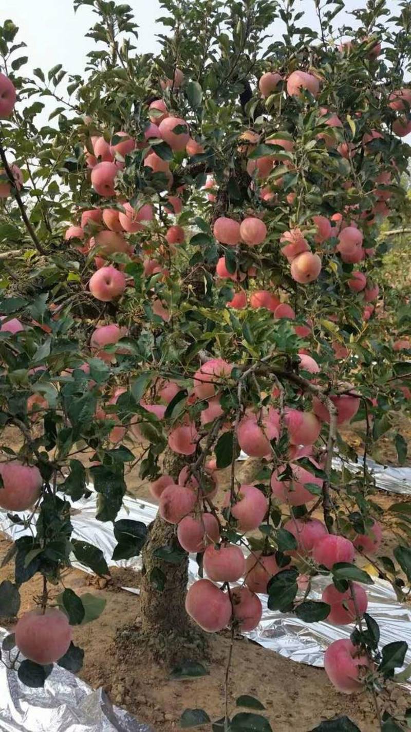 【推荐】山东红富士苹果大量现货产地直发一件代发