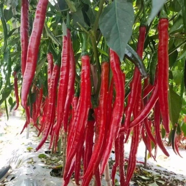 红线椒，红辣椒，三号红线椒，万亩辣椒基地工货，货真价实，