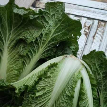 湖北麻叶菜皱叶青菜麻叶青白菜自家种植货源充足量大从优