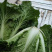 湖北麻叶菜皱叶青菜麻叶青白菜自家种植货源充足量大从优