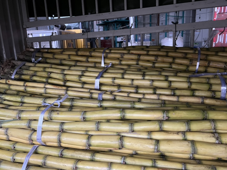 甘蔗在全球地图上的传播路径