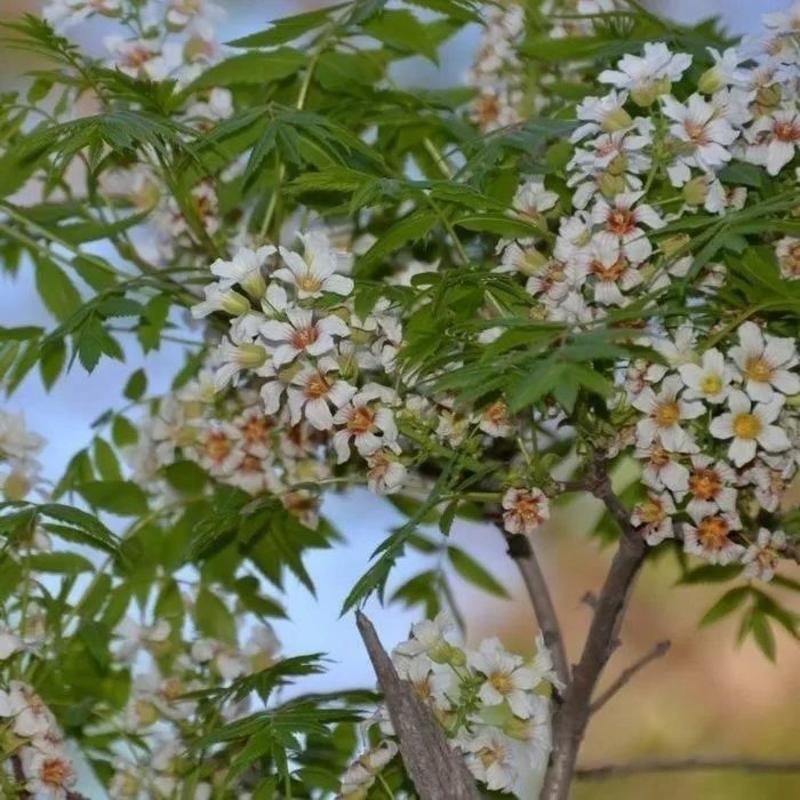 文冠果种子，园林绿化花卉用种林木果树多年生观赏树木油料树