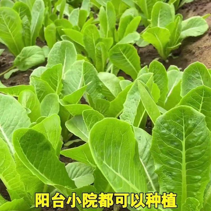 孔雀菜种子罗马生菜种孑四季沙拉菜种籽阳台盆栽蔬菜种子