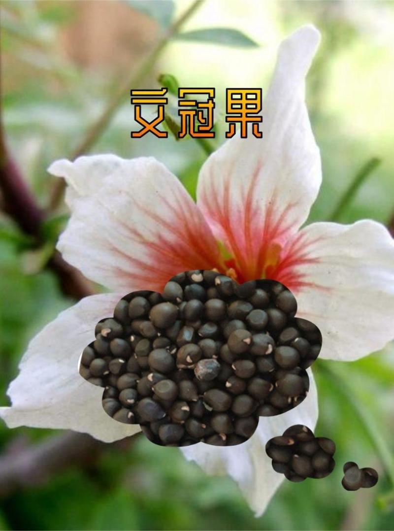 文冠果种子，园林绿化花卉用种林木果树多年生观赏树木油料树