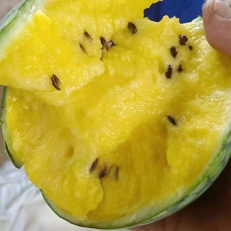 西瓜特小凤西瓜万亩产地直发大量上市供应全国发货