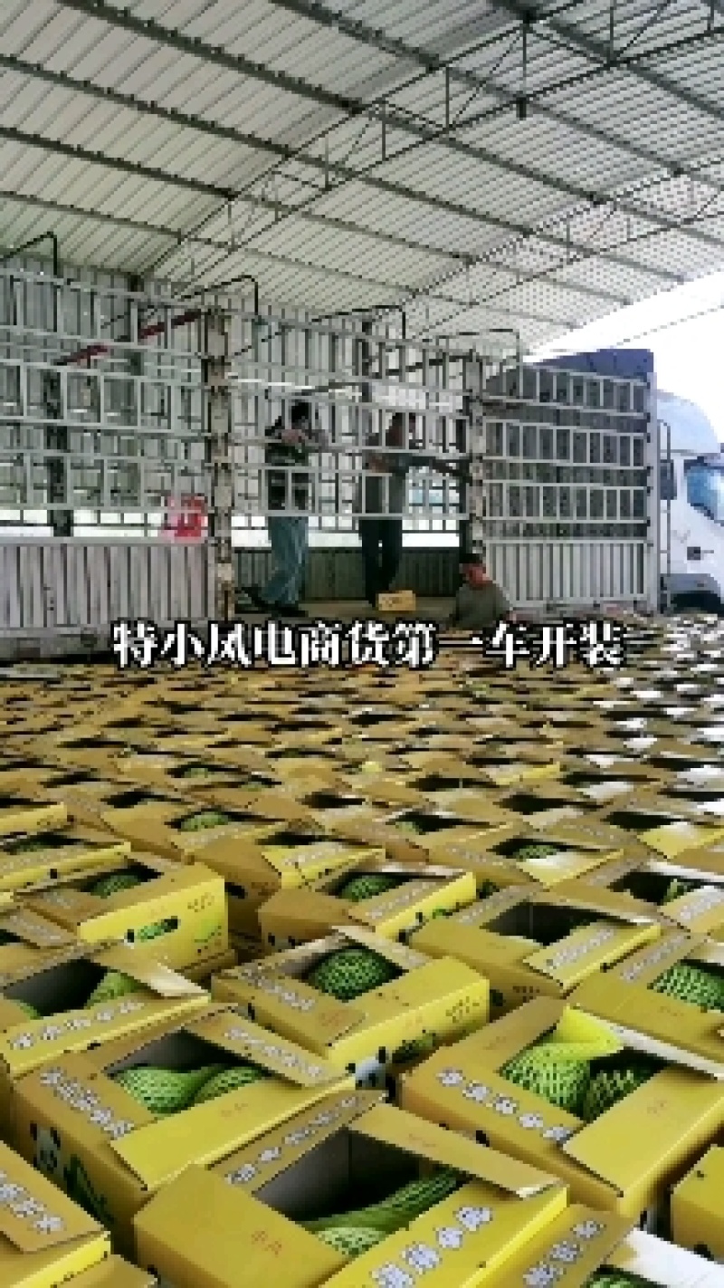西瓜特小凤西瓜万亩产地直发大量上市供应全国发货