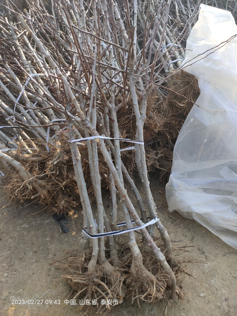山楂苗基地，质量保证，诚信经营，成活率高