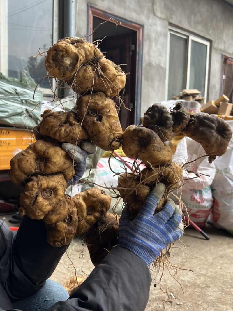 热卖中！优质黄精鸡头黄精中药材符合标标准量大从优