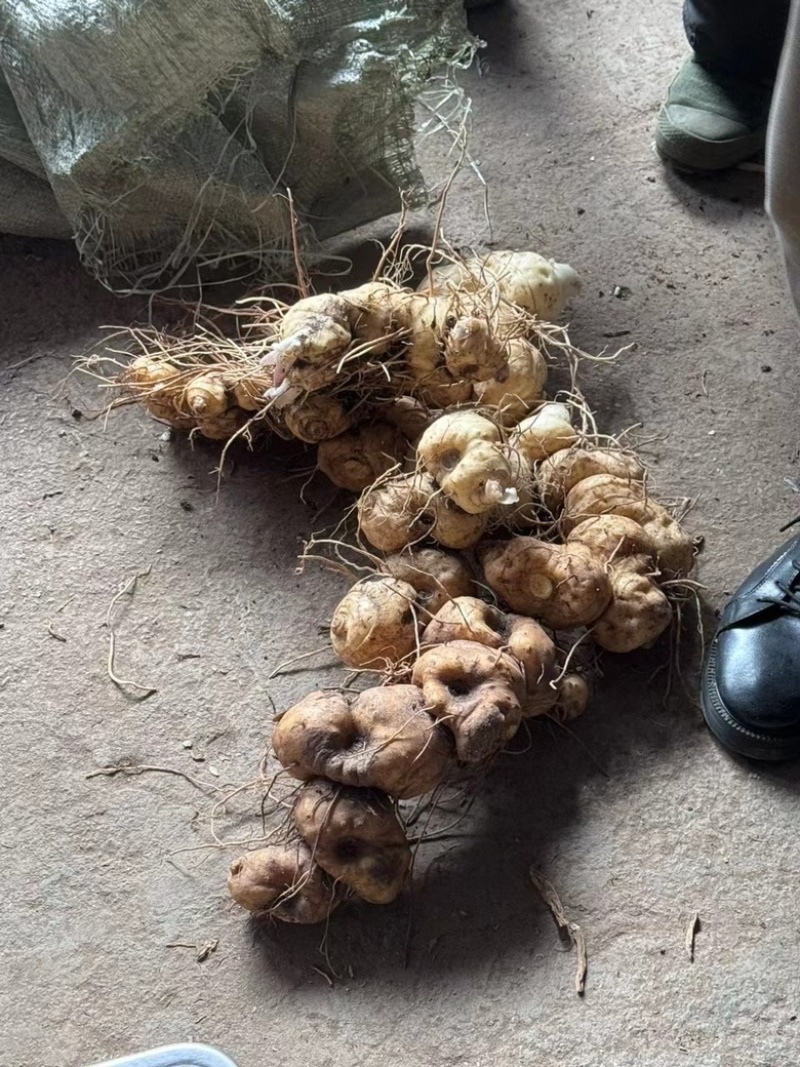 热卖中！优质黄精鸡头黄精中药材符合标标准量大从优