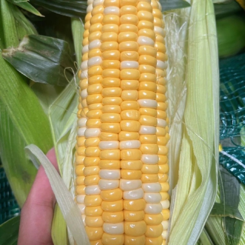 云南水果玉米大量供应可视频看货量大从优品质保证
