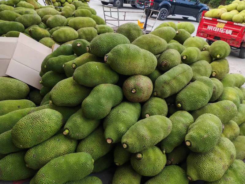 精品菠萝蜜对接全国一手货源量大从优质量保证欢迎咨询