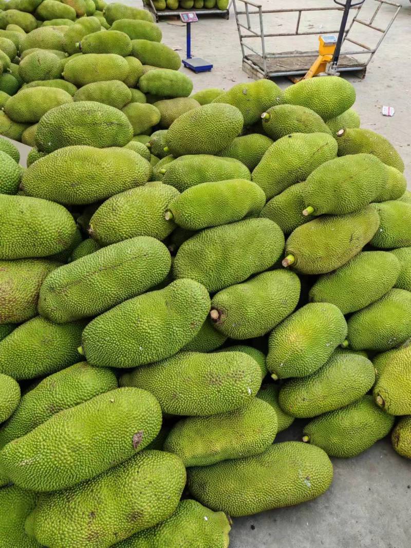 精品菠萝蜜对接全国一手货源量大从优质量保证欢迎咨询