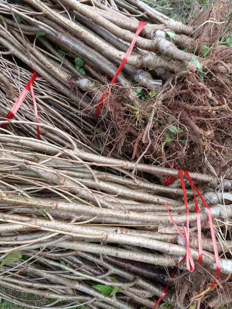 正宗红妃樱桃树苗，四川苗品种纯，自花结实，甜度可达20
