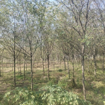 榉树红榉树齐全1至25公分红榉树榉树小苗占地用苗造林用苗