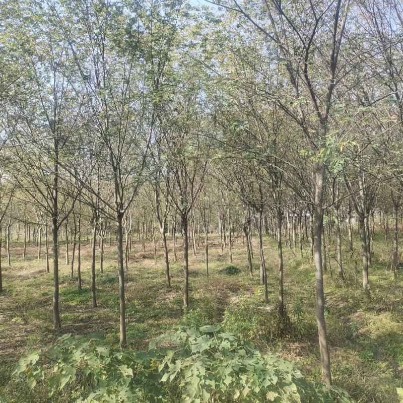 榉树红榉树齐全1至25公分红榉树榉树小苗占地用苗造林用苗