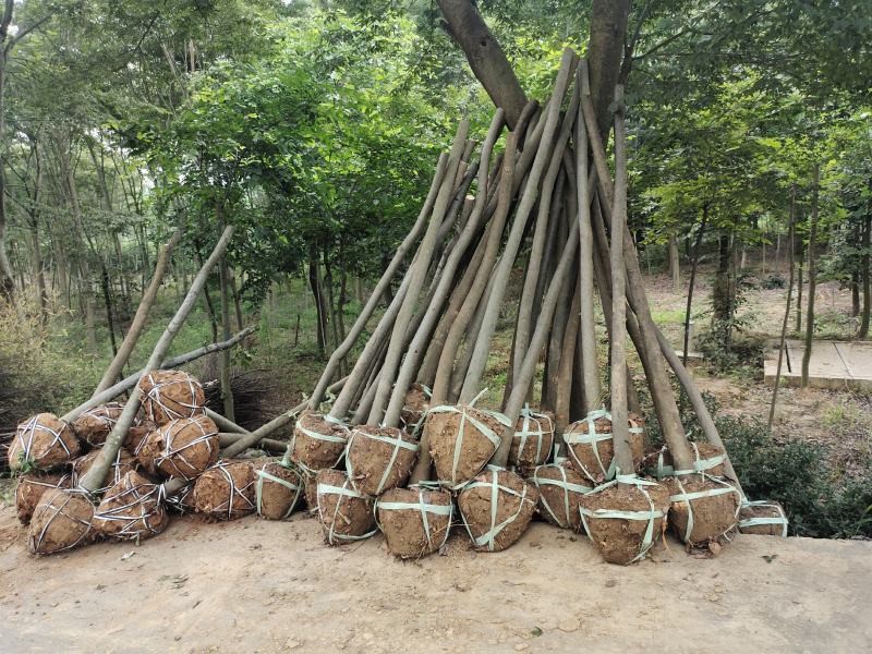 榉树红榉树齐全1至25公分红榉树榉树小苗占地用苗造林用苗