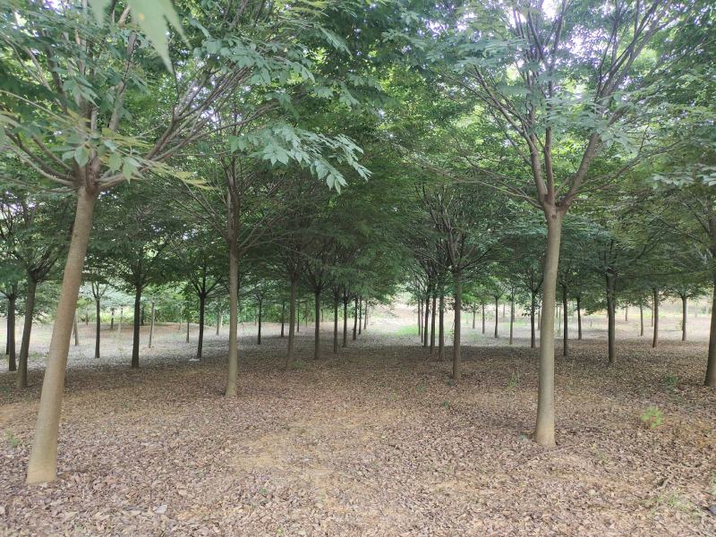 榉树红榉树齐全1至25公分红榉树榉树小苗占地用苗造林用苗