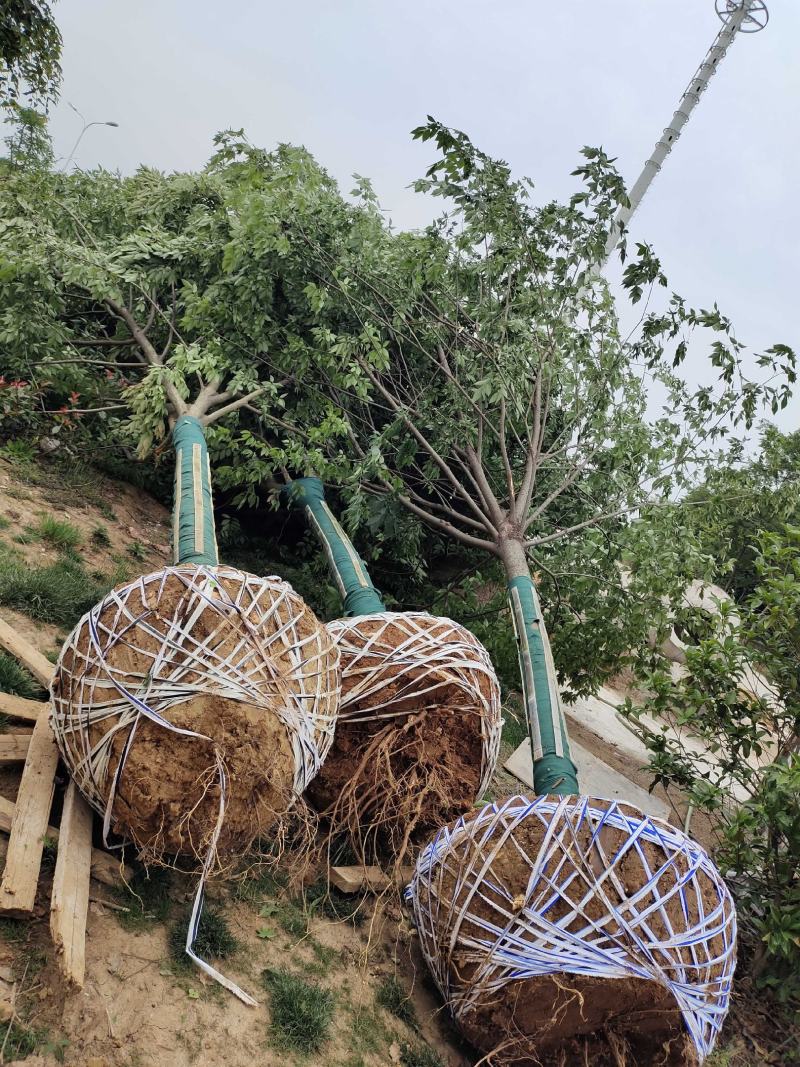 榉树红榉树齐全1至25公分红榉树榉树小苗占地用苗造林用苗