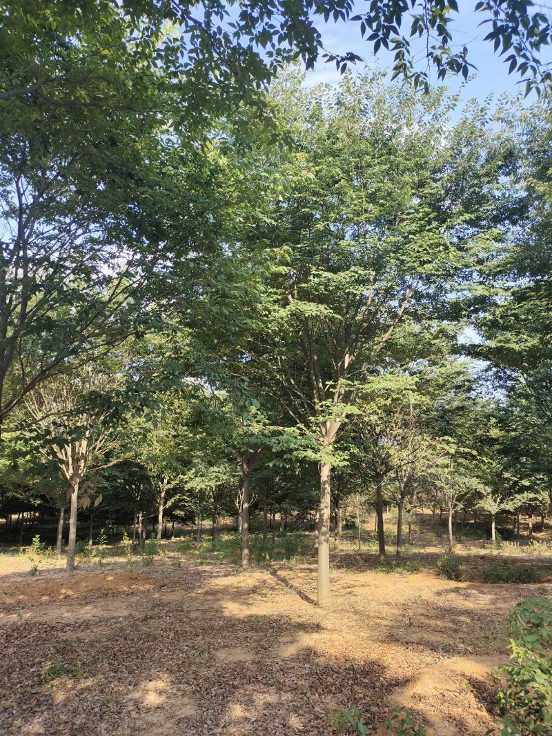 榉树红榉树齐全1至25公分红榉树榉树小苗占地用苗造林用苗