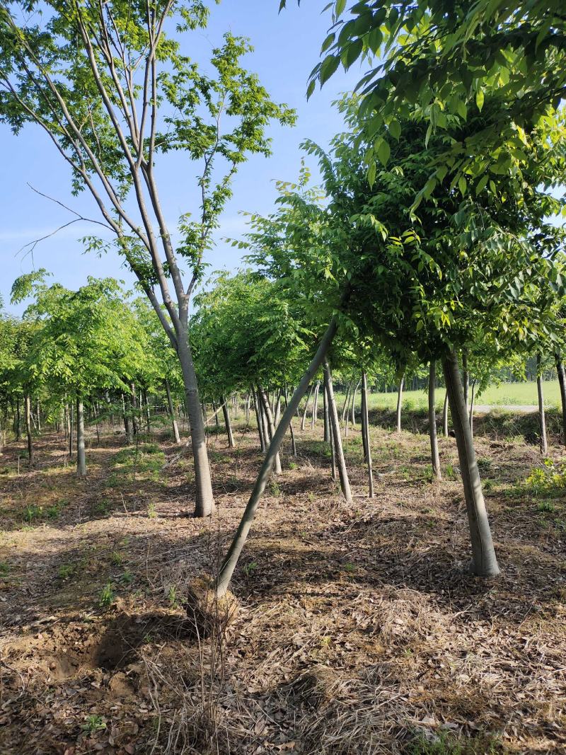 榉树红榉树齐全1至25公分红榉树榉树小苗占地用苗造林用苗