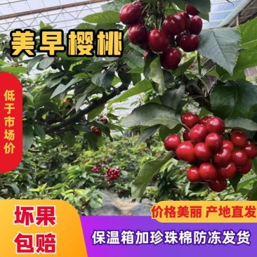 果农对接电商团购收购商，品质保证大樱桃品种齐全一件代发