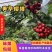 果农对接电商团购收购商，品质保证大樱桃品种齐全一件代发