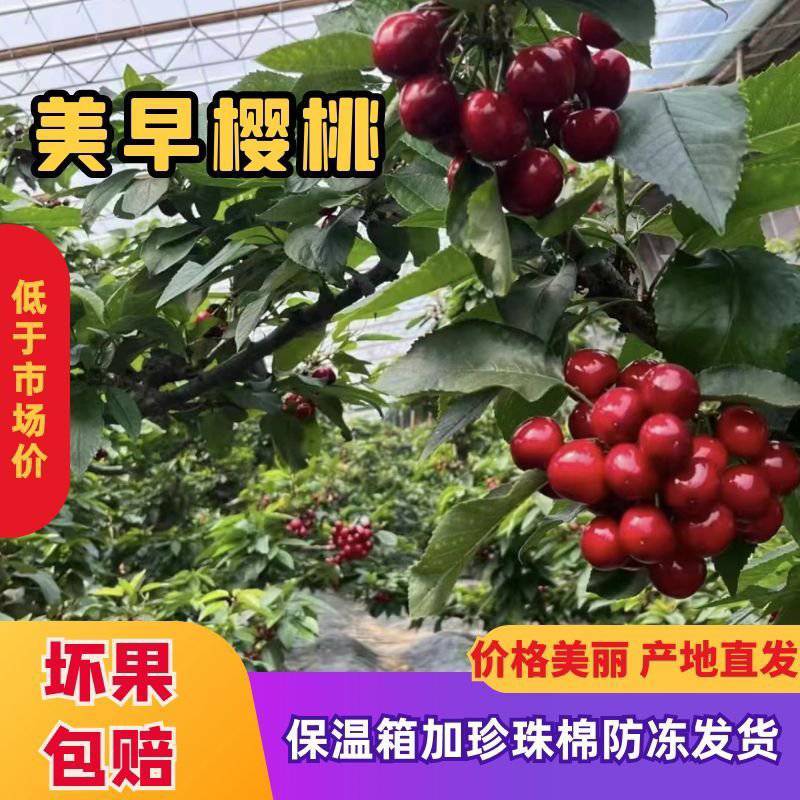 果农对接电商团购收购商，品质保证大樱桃品种齐全一件代发