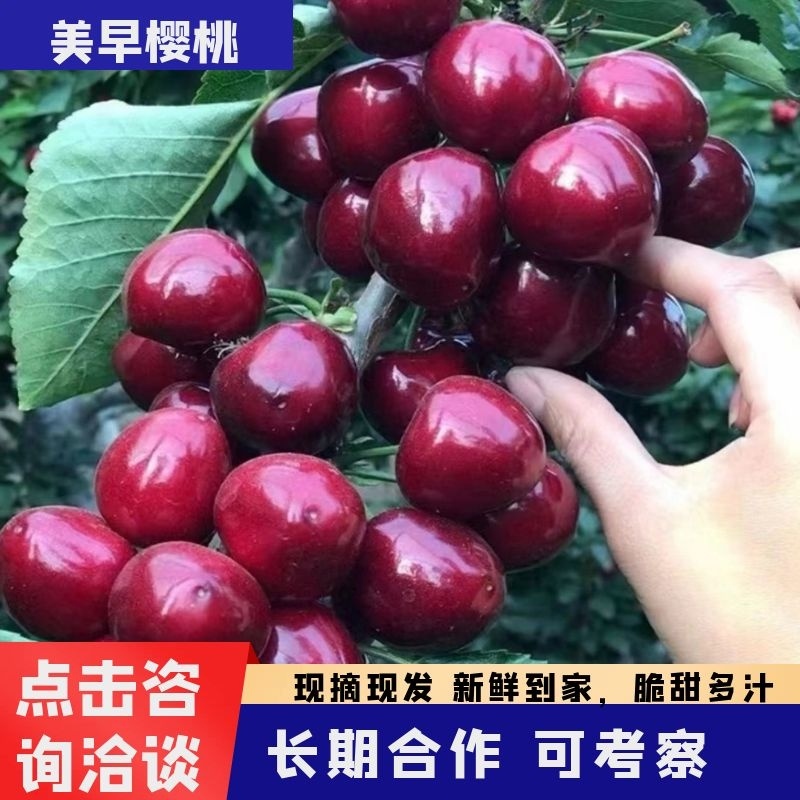 果农对接电商团购收购商，品质保证大樱桃品种齐全一件代发