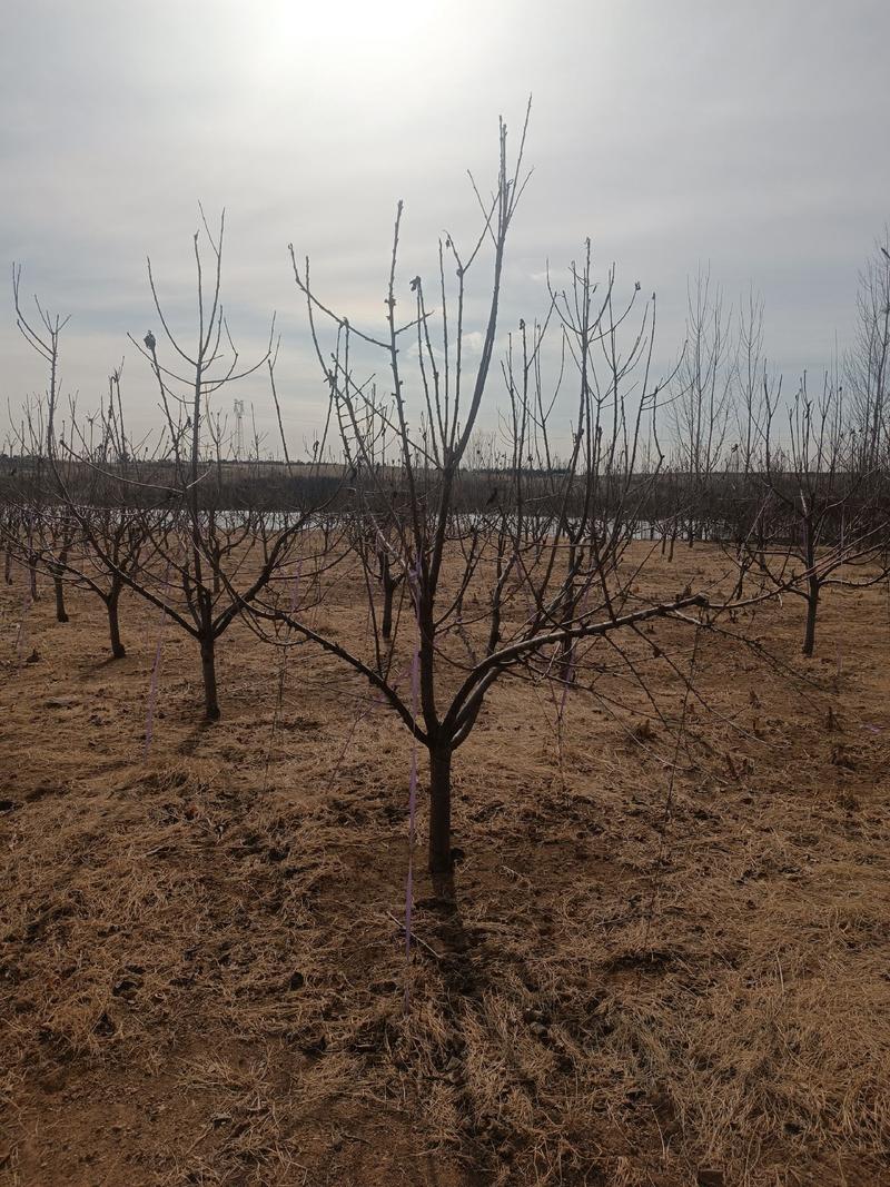 大樱桃树8-10公分已经挂果150棵数品种美早皮豆。