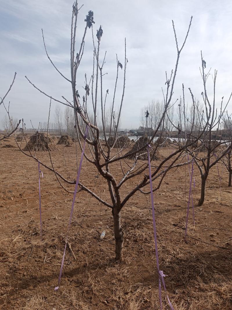 大樱桃树8-10公分已经挂果150棵数品种美早皮豆。
