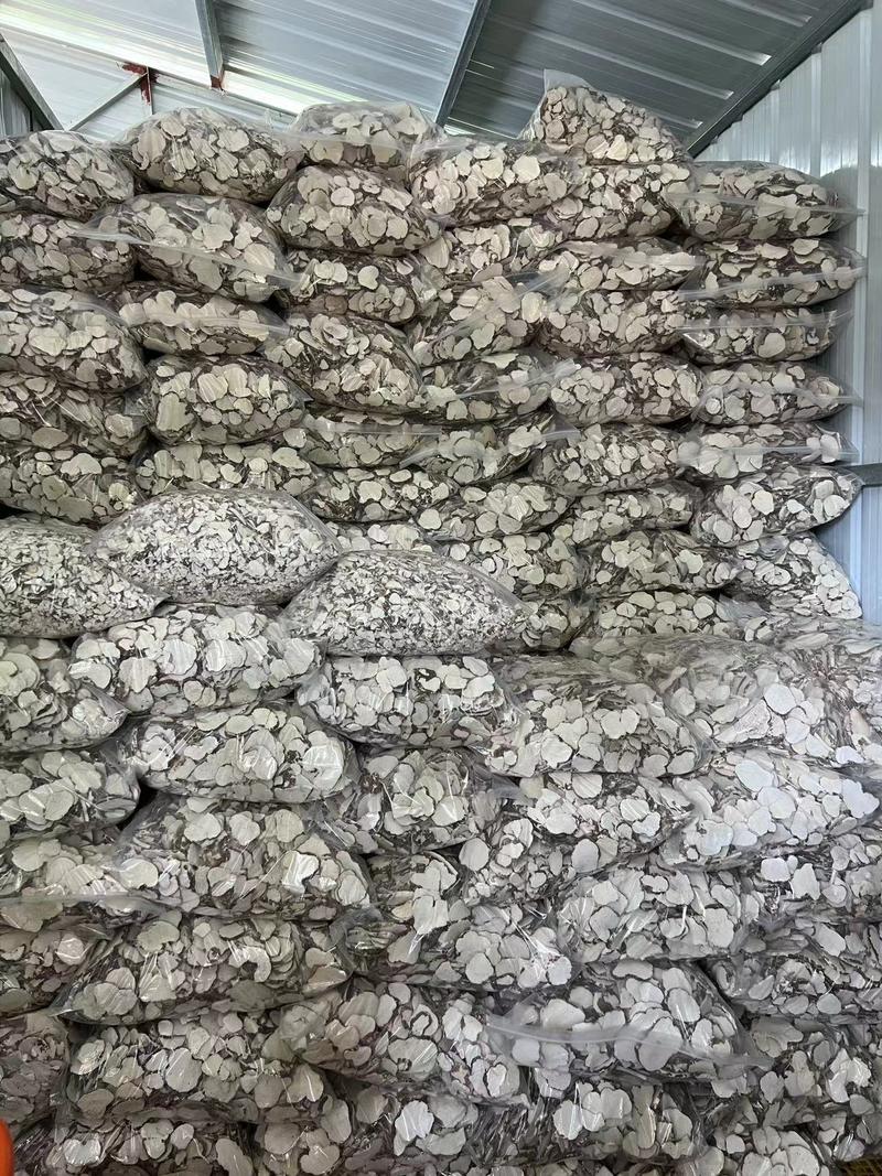 虎乳菌虎奶菇源头基地常年大量供应品质保证全国代发