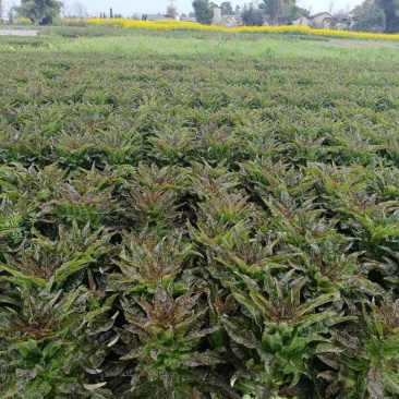 红叶香莴苣湖北莴苣大量供应可视频看货欢迎咨询