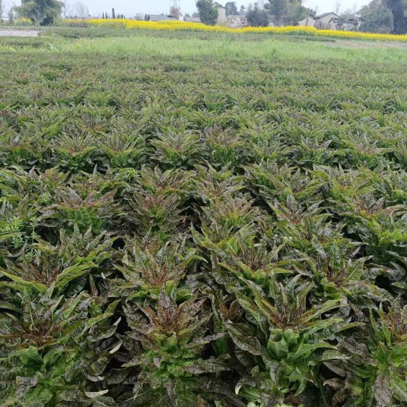 红叶香莴苣湖北莴苣大量供应可视频看货欢迎咨询
