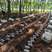 虎乳菌虎奶菇源头基地常年大量供应品质保证全国代发
