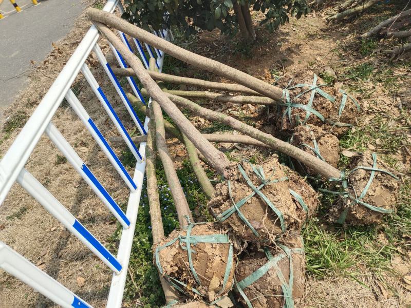 鸡爪槭原生鸡爪槭1至15公分鸡爪槭工程用苗占地用苗