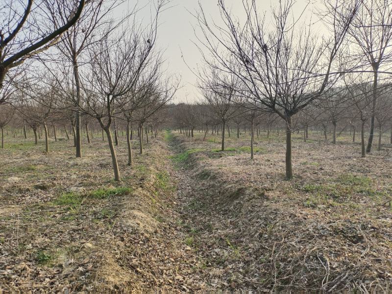 鸡爪槭原生鸡爪槭1至15公分鸡爪槭工程用苗占地用苗