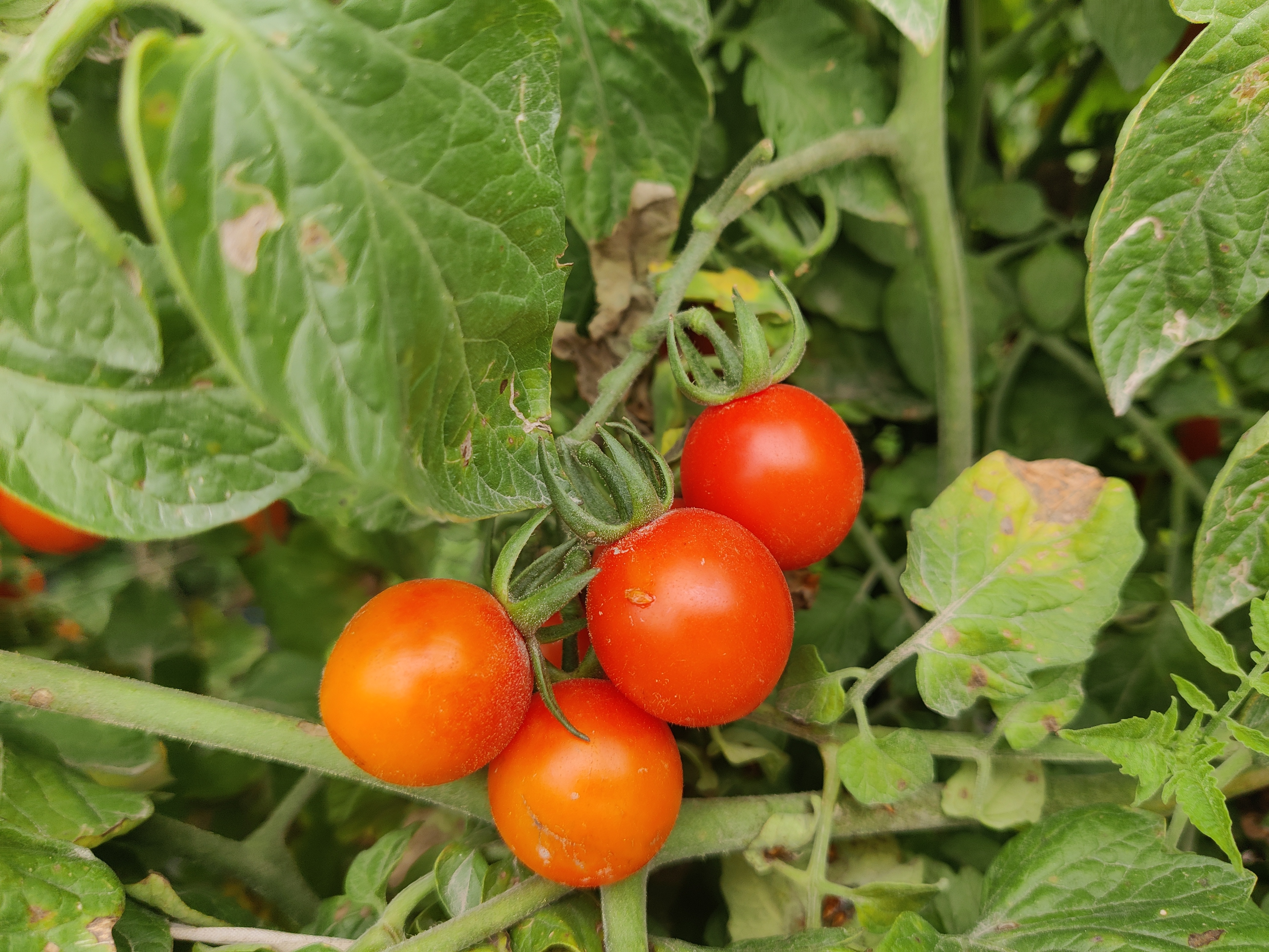 圣女果成熟果实特写