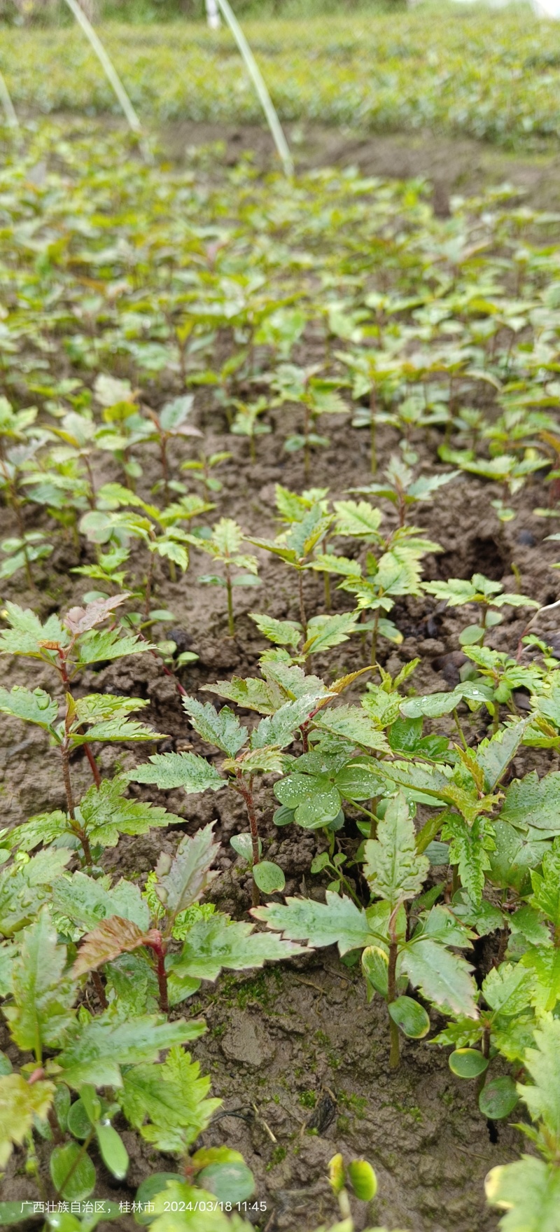 山楂小苗山楂苗青果山楂苗