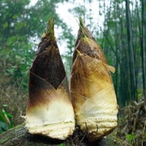 高山楠竹笋现挖现发毛壳或者剥皮量大的老板