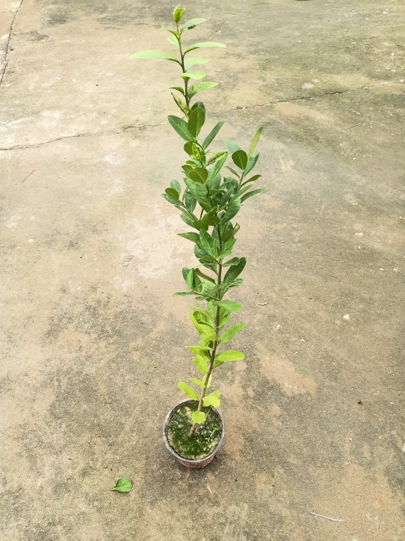 广东优质香水柠檬苗