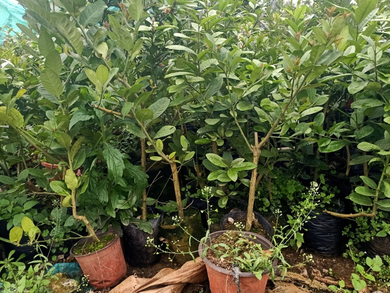 广东优质香水柠檬苗