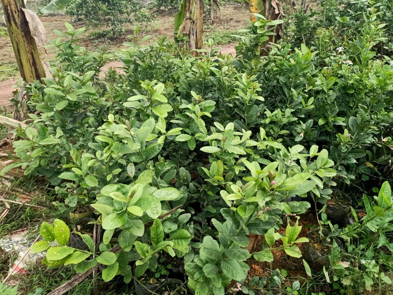 广东优质香水柠檬苗