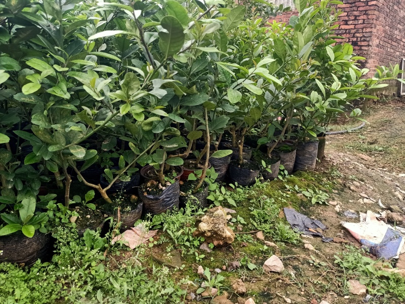 广东优质香水柠檬苗