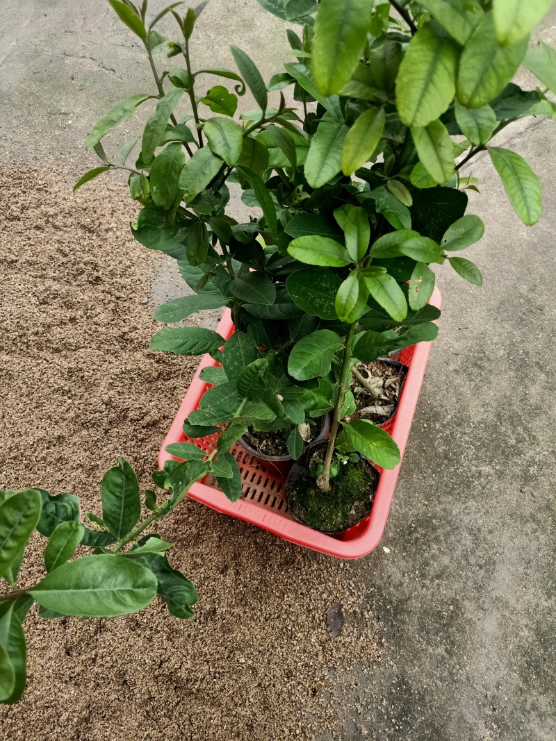 广东优质香水柠檬苗