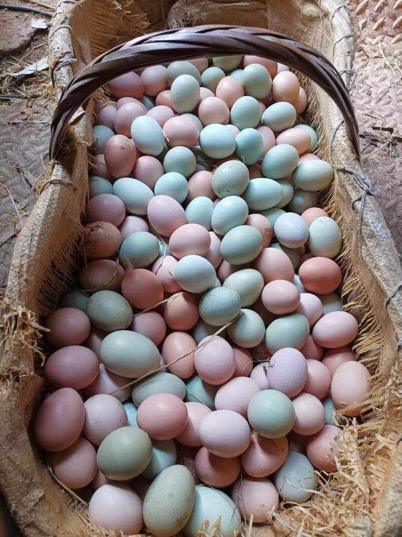 精品土鸡蛋散养土鸡蛋放养土鸡蛋鸡场直发品质有保障