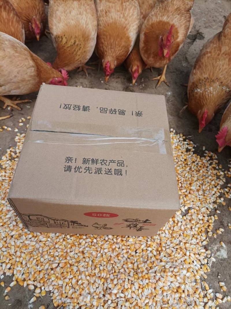 精品土鸡蛋散养土鸡蛋放养土鸡蛋鸡场直发品质有保障