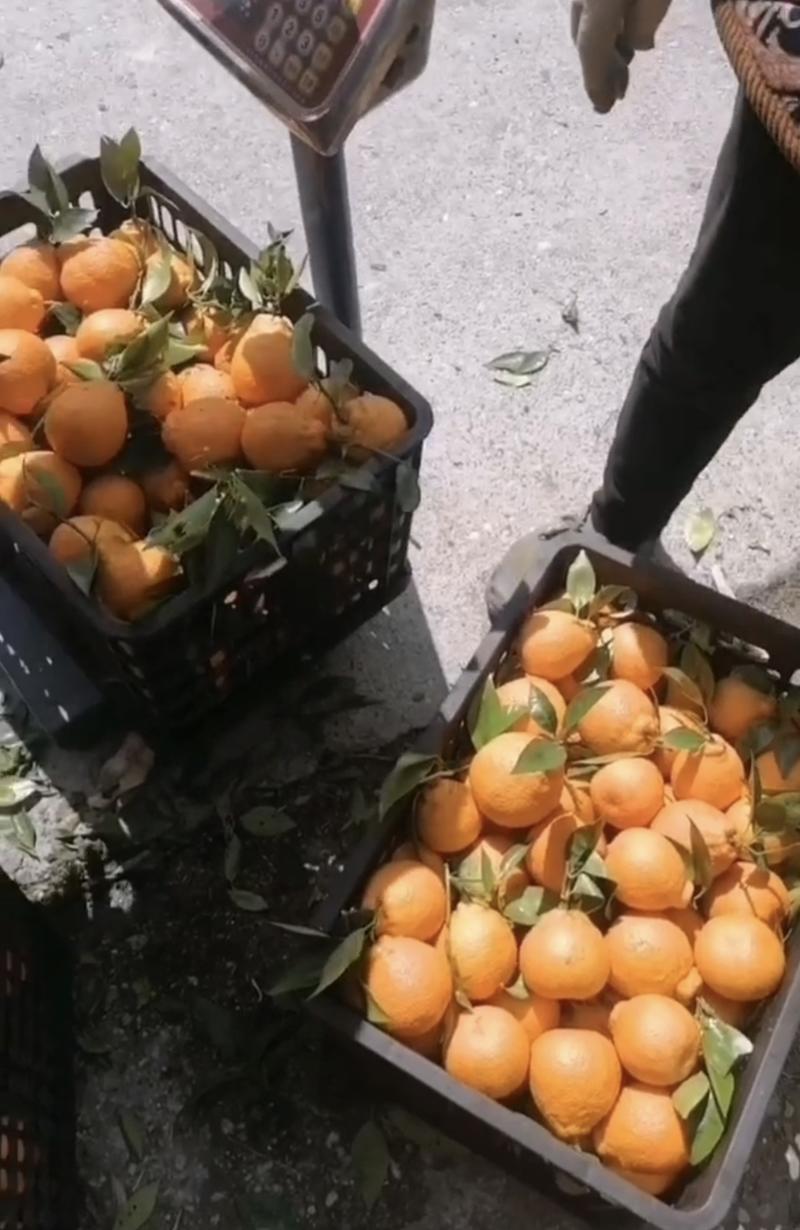 黄果柑石棉县黄果柑产地直发新鲜采摘产地直供
